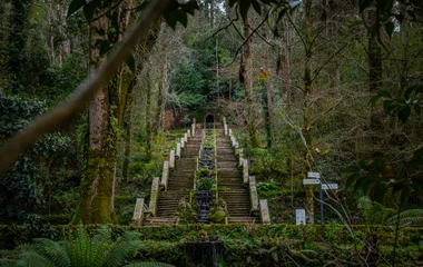 Forêt de Buçaco : entre palais cachés et nature luxuriante