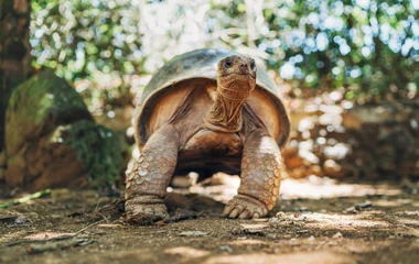 Curieuse : rencontre inoubliable avec les tortues géantes
