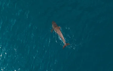 Poisson