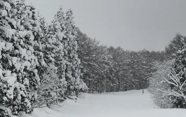 Forest with snow falling.
