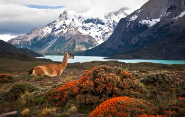 Torres del Paine : merveille naturelle aux confins de la Patagonie