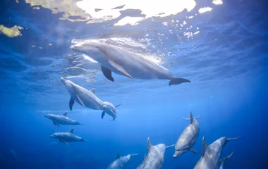 Les dauphines à Fli-en-flac à l'île Maurice