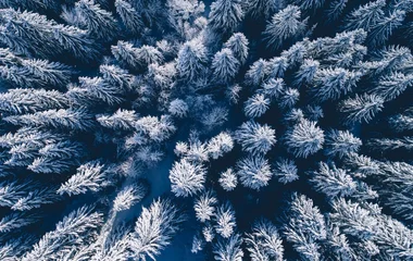les arcs sapins enneigés