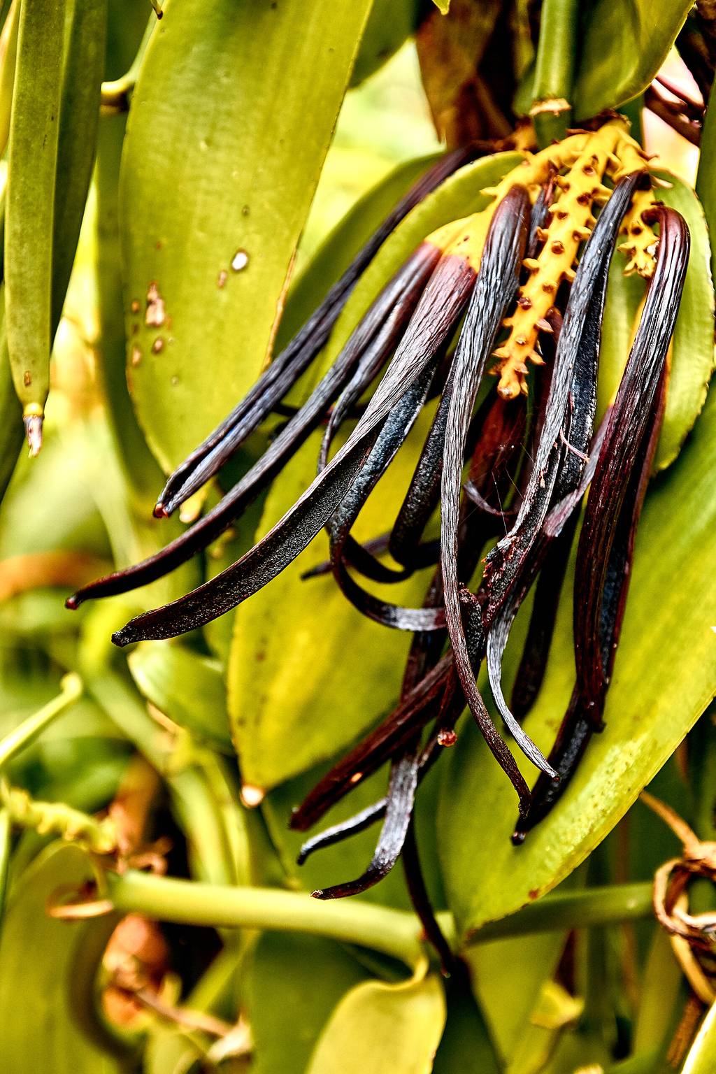 Au cœur de la Réunion